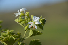 Pelargonium ribifolium