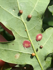 Neuroterus quercusbaccarum