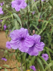 Ruellia simplex