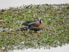 Amazonetta brasiliensis