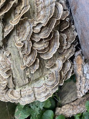 Trametes versicolor