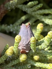 Walshomyia juniperina