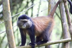 Cercopithecus mitis kandti