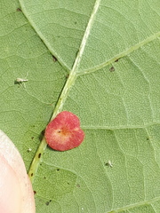 Neuroterus quercusbaccarum