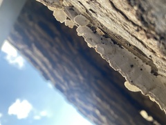 Trametes versicolor