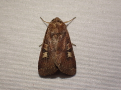 Xestia xanthographa