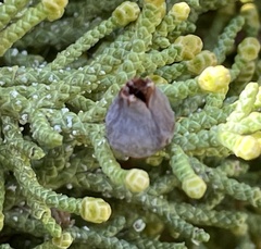 Walshomyia juniperina