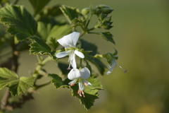 Pelargonium ribifolium