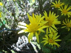 Cullumia reticulata