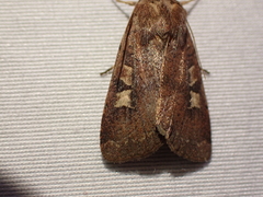 Xestia xanthographa