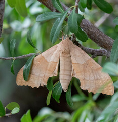 Pachysphinx occidentalis