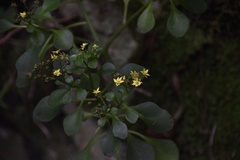 Aichryson divaricatum