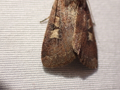 Xestia xanthographa