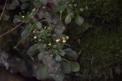 Aichryson divaricatum