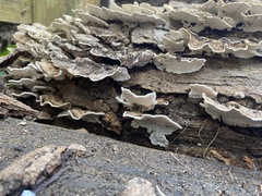 Trametes versicolor