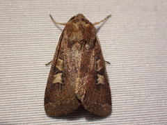 Xestia xanthographa