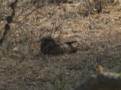 Caprimulgus fraenatus