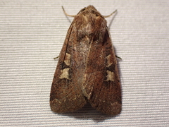 Xestia xanthographa
