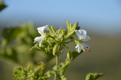 Pelargonium ribifolium