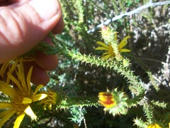 Cullumia reticulata