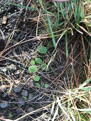 Hydrocotyle vulgaris