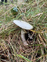 Amanita virosa