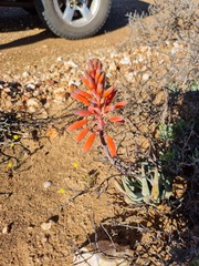 Aloe krapohliana