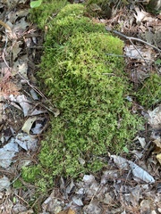 Pleurozium schreberi