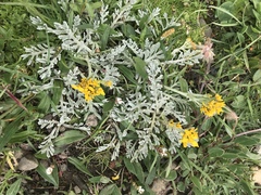 Jacobaea incana