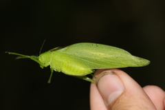 Amblycorypha oblongifolia