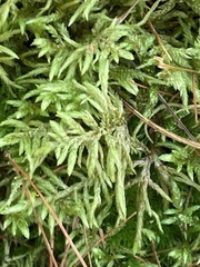 Pleurozium schreberi