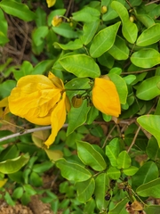 Senna splendida