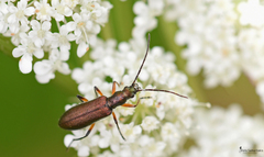 Chrysanthia flavipes