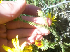 Cullumia reticulata