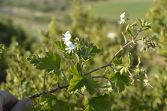 Pelargonium ribifolium