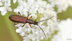 Chrysanthia flavipes