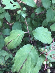 Cornus foemina