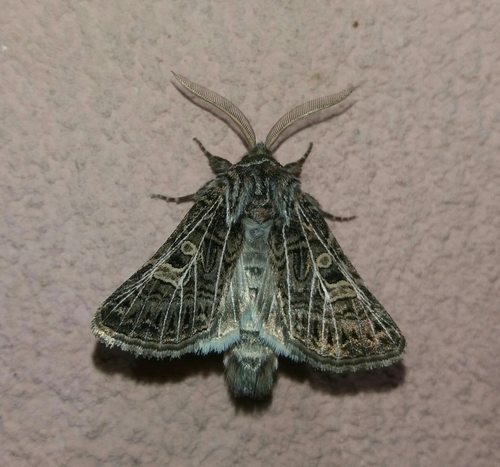 mora mätonohová (Tholera decimalis)