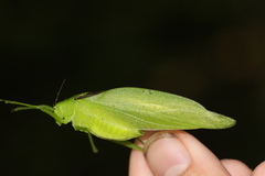 Amblycorypha oblongifolia