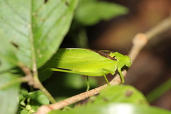 Amblycorypha oblongifolia