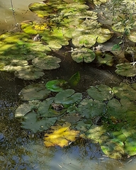 Pelophylax ridibundus