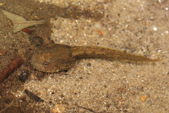 Quasipaa exilispinosa