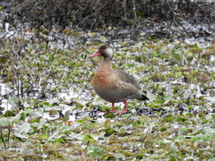 Amazonetta brasiliensis