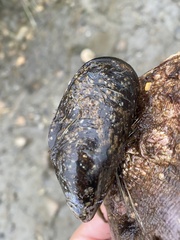 Mytilus edulis