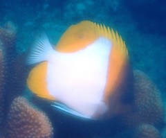 Hemitaurichthys polylepis