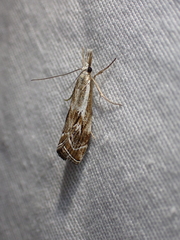 Catoptria oregonicus