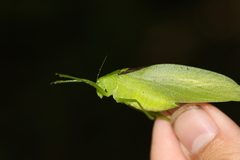 Amblycorypha oblongifolia