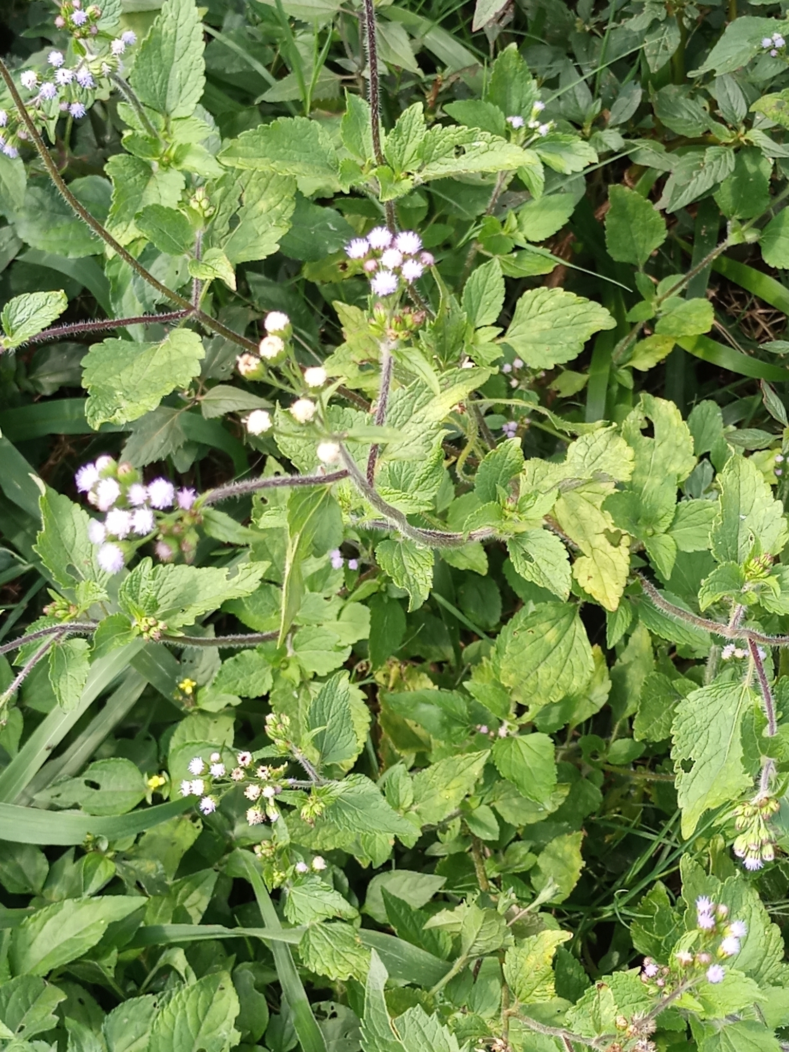 Ageratum conyzoides
