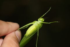 Amblycorypha oblongifolia