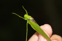 Amblycorypha oblongifolia